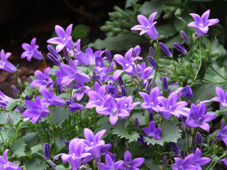 a lot of purple bellflowers in nature - beauty with enchanting elegance