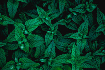Naklejka na ściany i meble abstract green leaves texture, nature background, dark tone wallpaper
