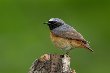 Fototapeta premium Redstart Perched