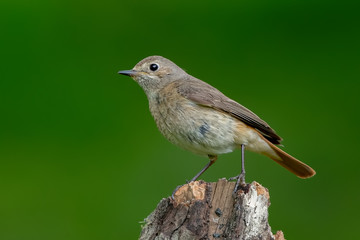 Obraz premium Redstart Perched