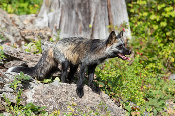 Cross Fox 