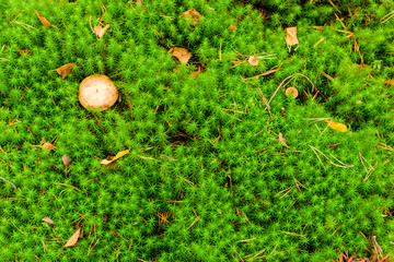 Beautiful green moss. Moss in the swamp in the forest