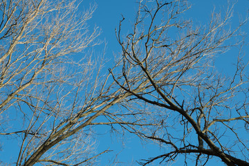 Obraz premium Trees against the sky. Autumn trees against the blue sky. Trees without foliage.