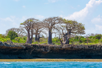 baobab tree on cliff