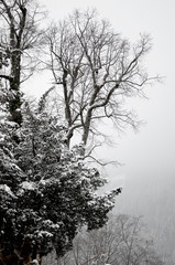trees under the snow on the cliff above the lake in the fog