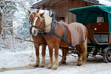 a pair of horses in harness on the road in the woods under the snow