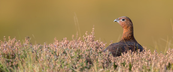 Red Grouse Perched