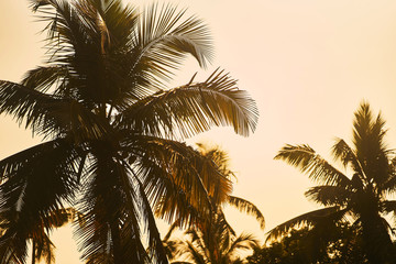 Fototapeta na wymiar Palm trees at sunset. Palm trees against the blue sky