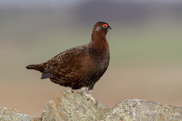 Red Grouse Perched