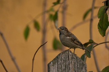 Sparrow stands on the fence before sunset
