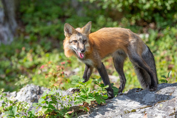 Red Fox in the Forest 