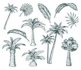 Set of isolated palm sketch, tropical coconut tree