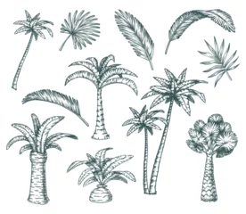 Foto op Plexiglas Set of isolated palm sketch, tropical coconut tree © Genzi