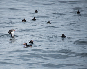 Atlantic Puffins Rafting