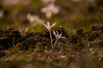  Close up to a pair of crocuses, in the light of the sunset