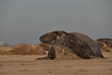  Halichoerus grypus , Grey seal bull.