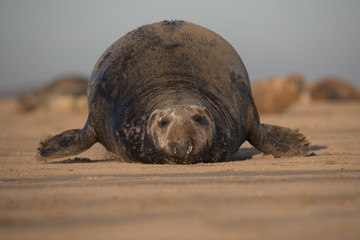  Halichoerus grypus , Grey seal bull.