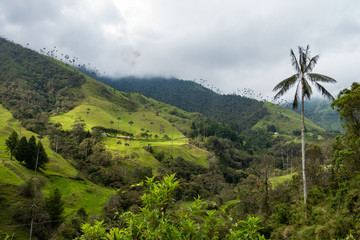 Cocora valley - Colombia