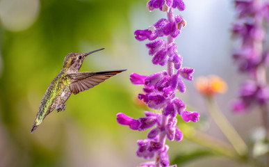 hummingbird in nature with purple lavender flowers