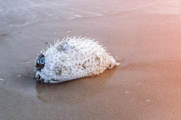 Blowfish or puffer fish were left to die on the beach