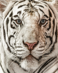 Closeup and portrait of white tiger face