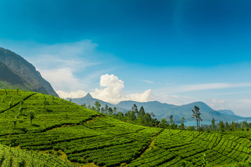 Fototapeta na wymiar Tea plantation at Maskeliya, Sri Lanka