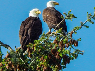 Bald Eagles Perched High up in their nest in a Tree in Arlington, Washington