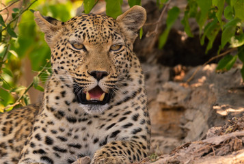 Leopard in the shade....... chill oute after eating a bit