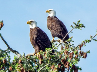 Bald Eagles Perched High up in their nest in a Tree in Arlington, Washington