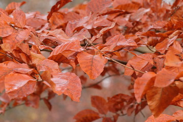 Herbstblätter