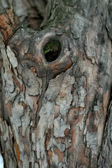 texture of bark of tree