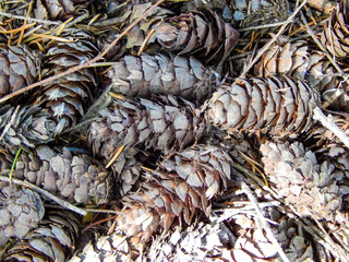 Closeup of Fir Cones on the Ground