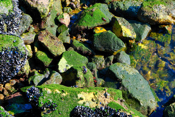 Moss and Crabs on Rocks on a Sea Wall or Breakwater