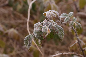 Der erste Frost