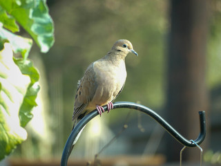 Mourning dove perched in sunny garden backyard