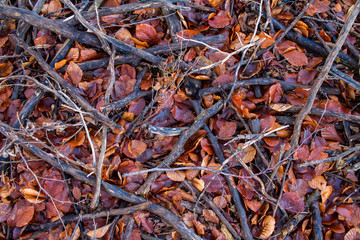 texture of wet leaves and dry branches, winter