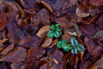 green plant on wet fallen leaves on forest soil