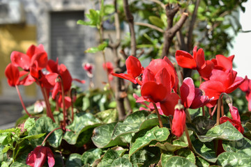 Red Cyclamens in the Pot by Morning