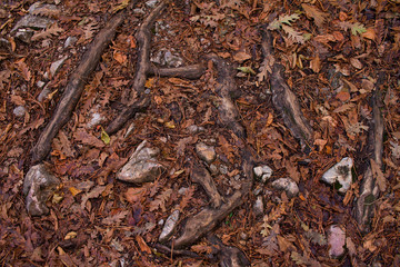 texture of wet leaves and dry branches, winter