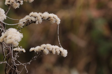 Frostiger Dezember