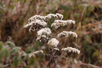 Frostiger Dezember