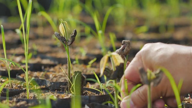 Cocoa farmers are withdrawing grass from cocoa plantations