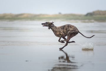 gestromter Windhund rennt am Strand