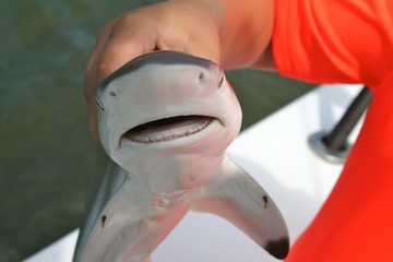 holding black tip shark