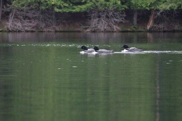 loons on the lake
