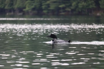 single loon