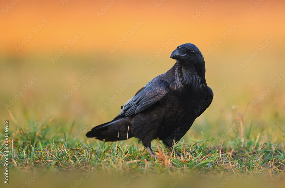 Wall mural raven (corvus corax) close up