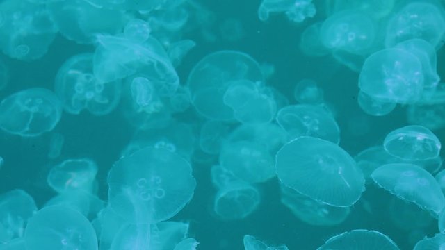 Migration of jellyfish near the surface of the water.