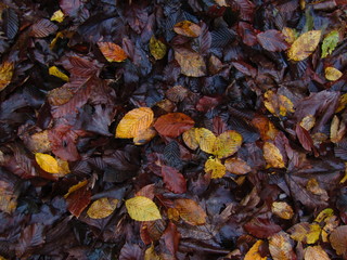 autumn leaves background