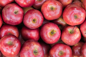Close up of a Gala red apples